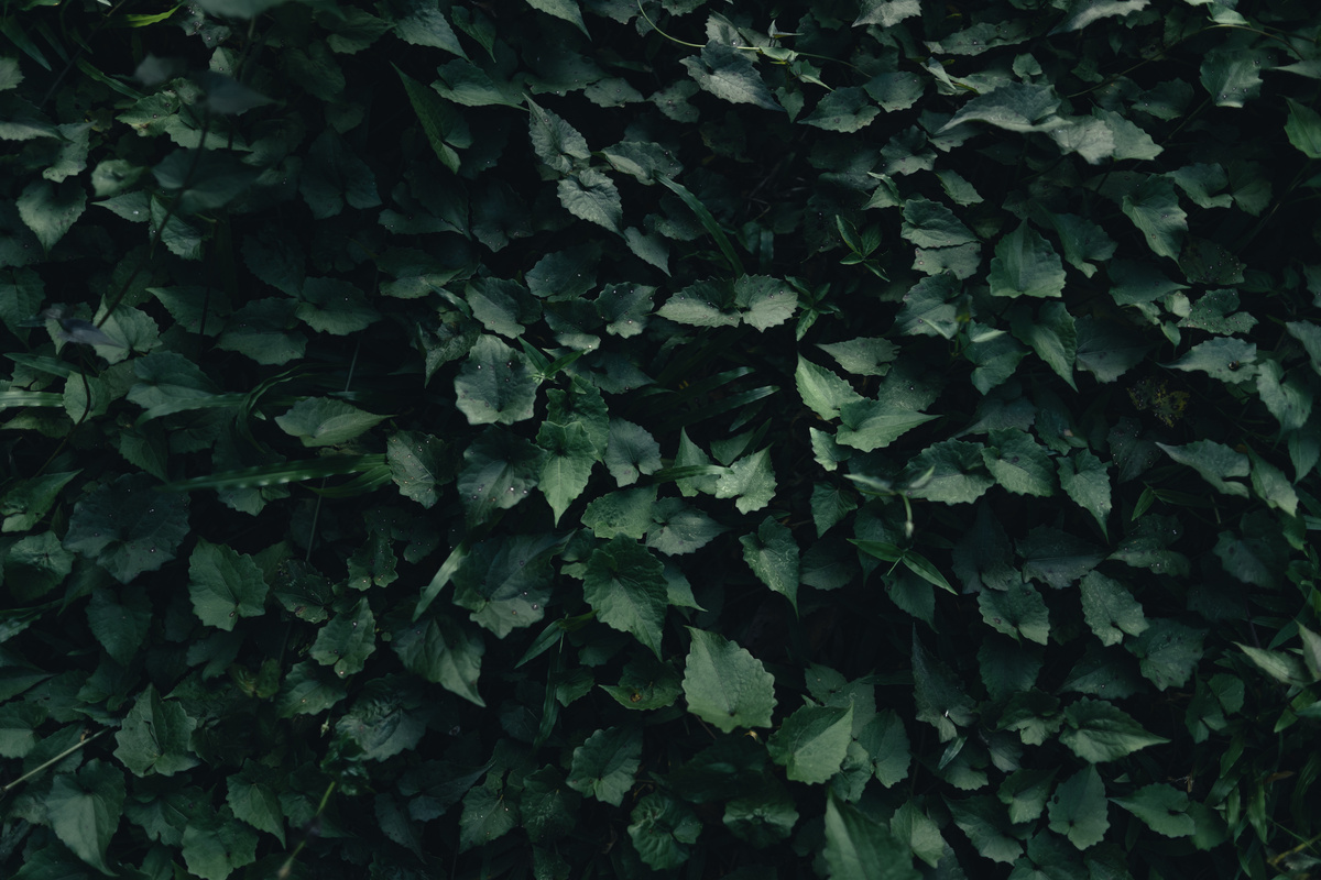 Background of Dark Green Leaves